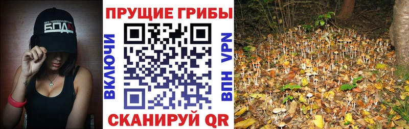 закладки  Юрьевец  Галлюциногенные грибы MAGIC MUSHROOMS 